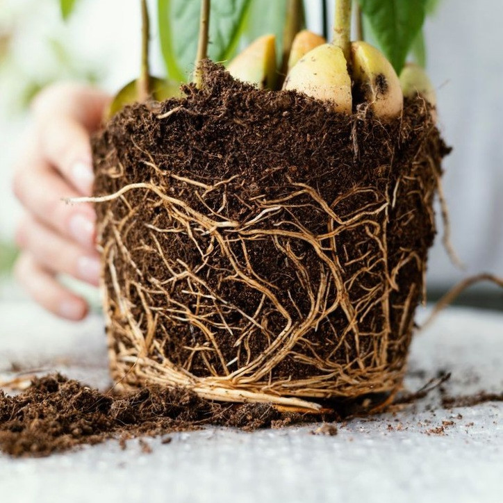 تاثیر خاک هلندی سبک در افزایش ریشهزایی و جلوگیری از پوسیدگی ریشه گیاهان آپارتمانی