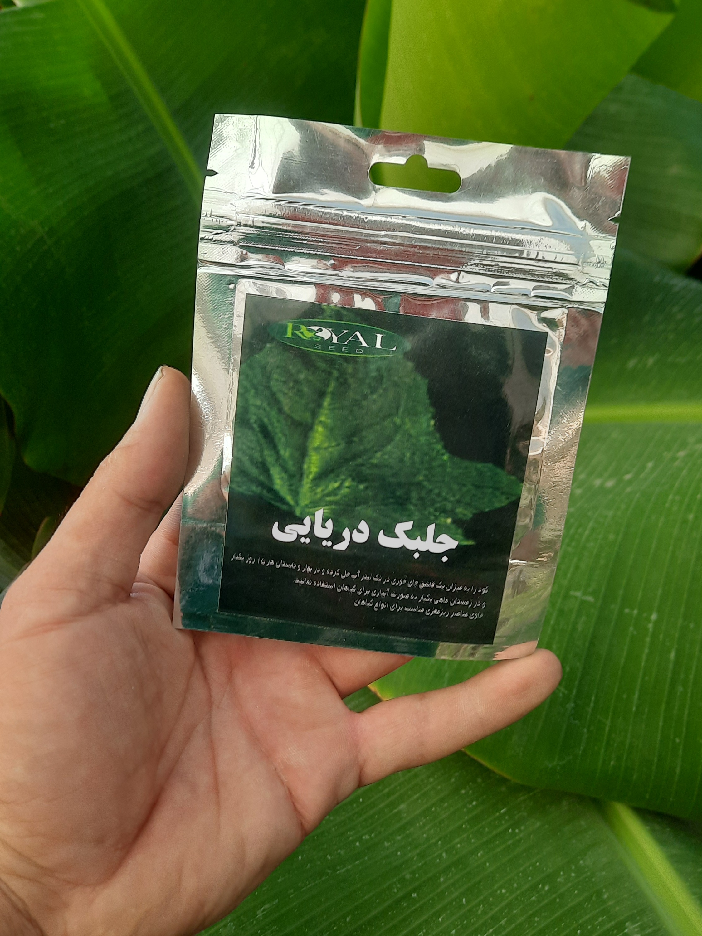 جلبک دریایی