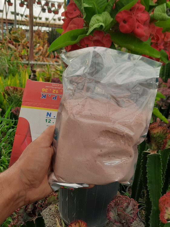 خرید کود ۱۲ ۱۲ ۳۶ افزایش کارایی فتوسنتز و انتقال مواد غذایی