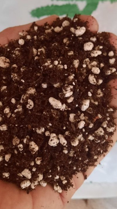 تاثیر خاک هلندی سبک در افزایش ریشهزایی و جلوگیری از پوسیدگی ریشه گیاهان آپارتمانی