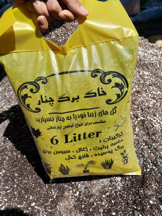 خاک برگ چنار کاملاً پوسیده و غنی شده