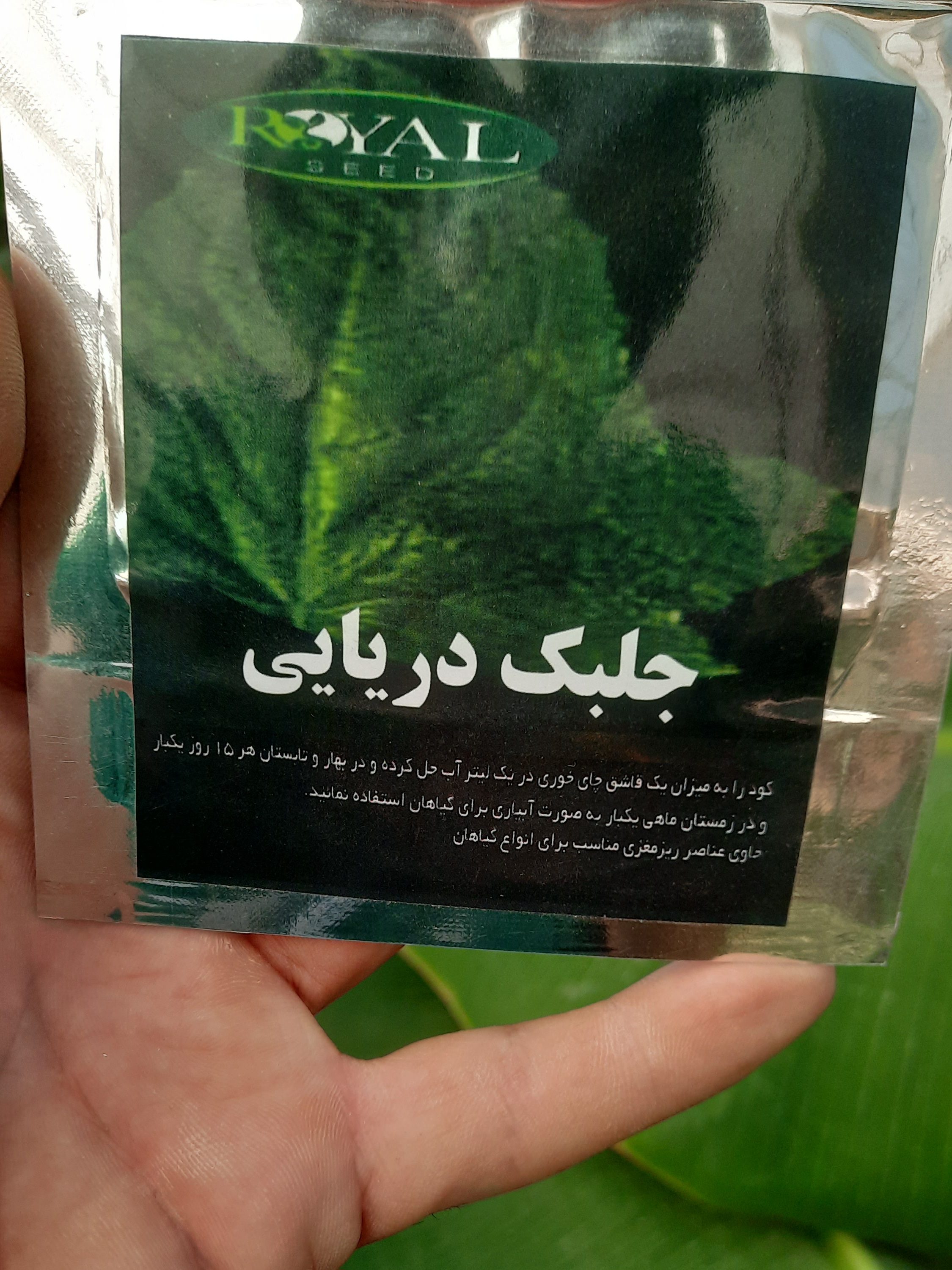 جلبک دریایی برای برگ انجیری