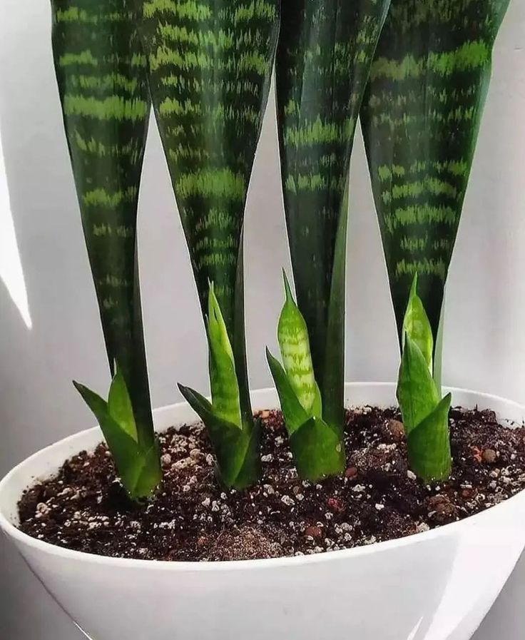 کود سانسوریا و زاموفیلیا