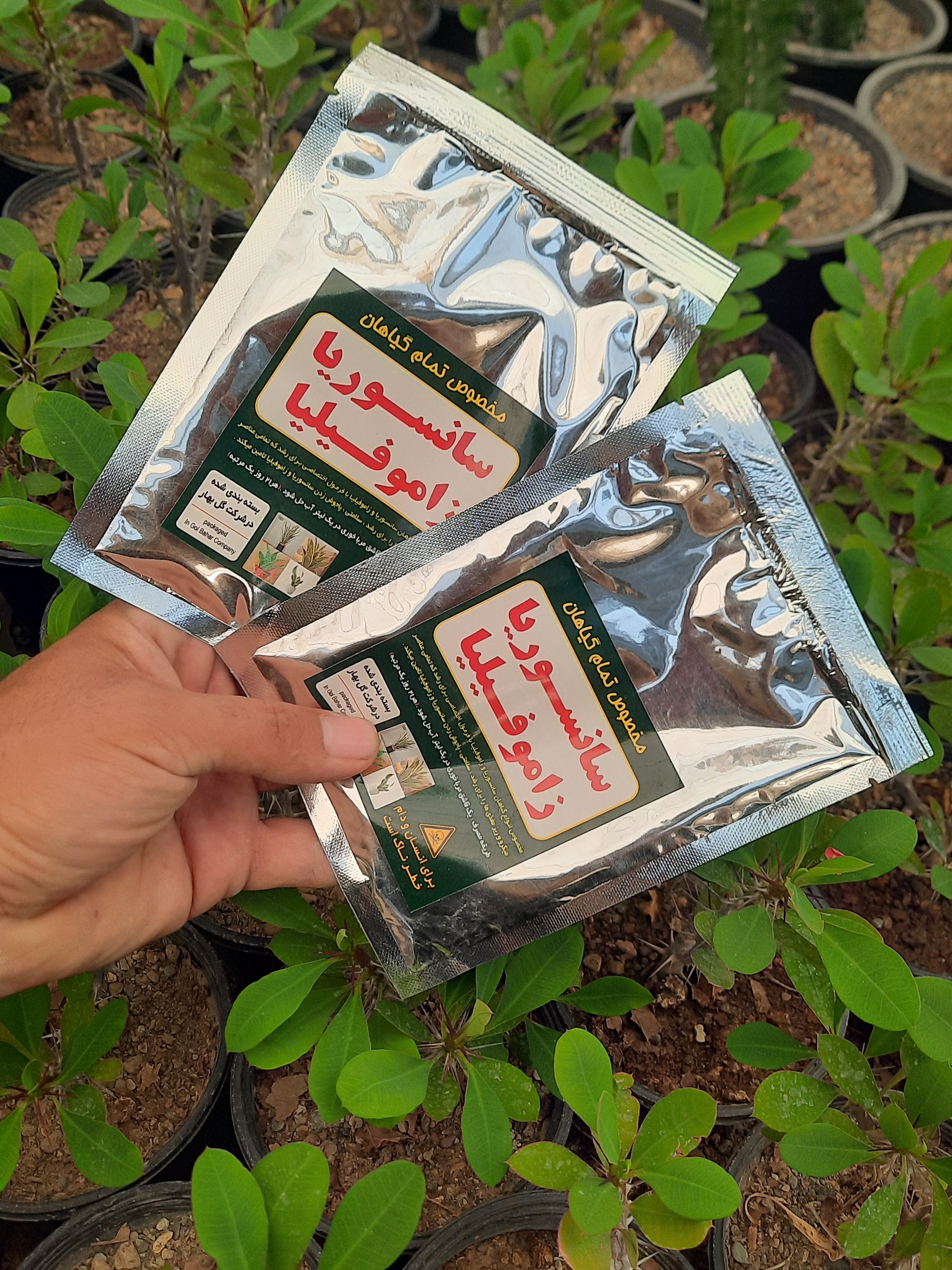 کود مخصوص زاموفیلیا وسانسوریا