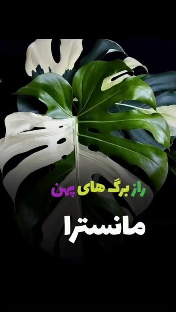 روغن ولک پاک کننده و تنیز کننده برگ گیاهان اپارتمانی