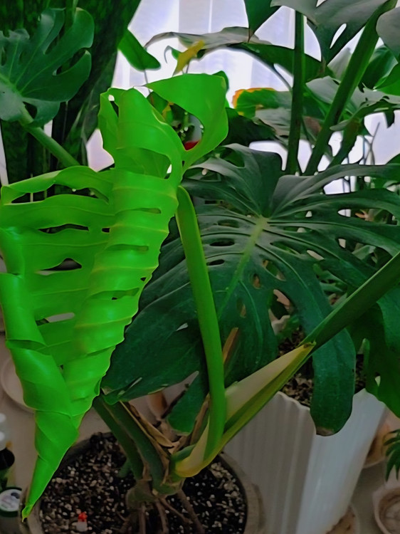 خرید کود کامل تقویتی آشاگرین گیاهان اپارتمانی مخصوص همه گیاهان