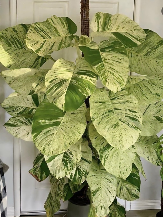 کود تقویتی کامل آشاگرین برای رشد گیاهان در خانه و گلخانه