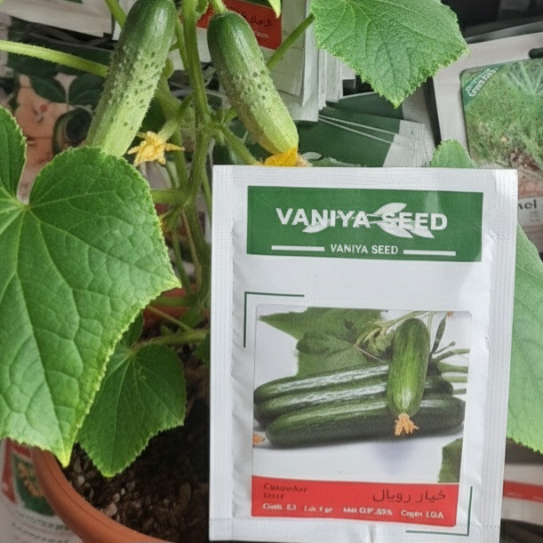 خرید بذر خیار با کیفیت و قیمت مناسب عمده و تک