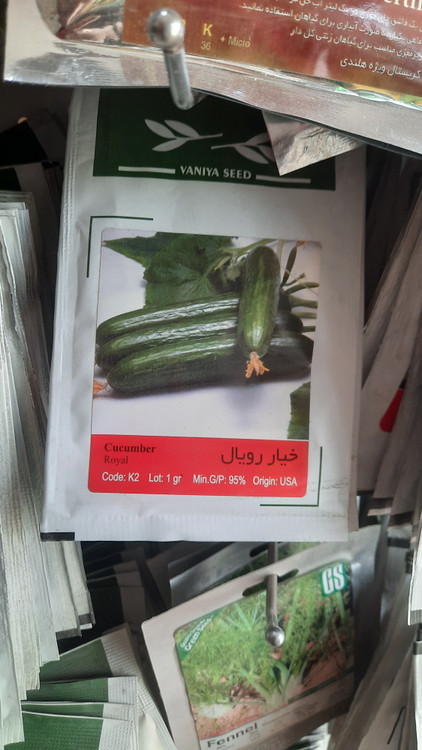 خرید و قیمت بذر خیار برای گلخانه و کشاورزی