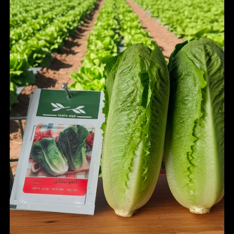 خرید و قیمت بذر کاهو با کیفیت بالا