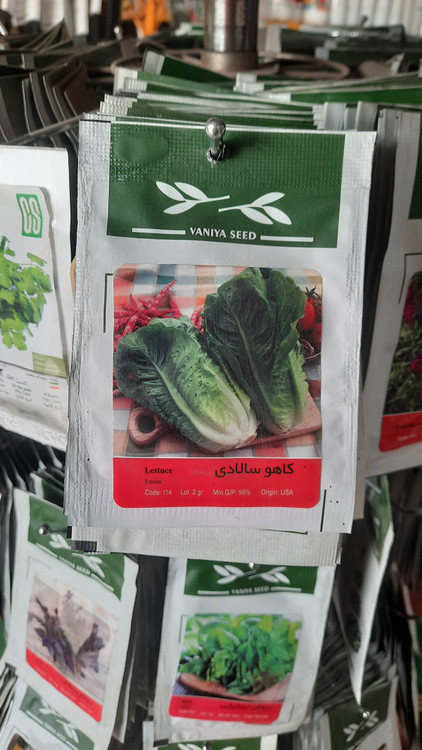 بذر کاهو سالادی جوانه زنی سریع و یکنواخت