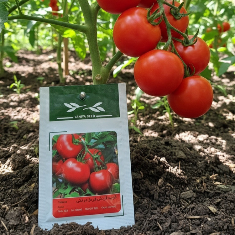 بذر گوجه فرنگی با کیفیت بالا