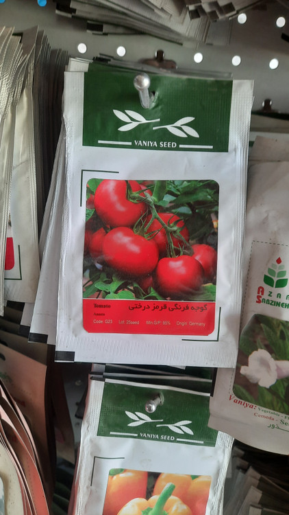 خرید و قیمت بذر گوجه فرنگی تولید بوته های پر بار