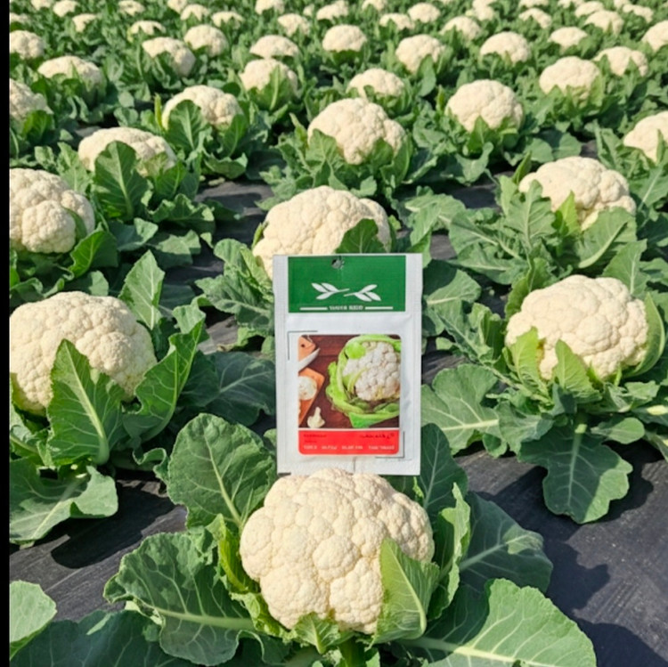 بذر گل کلم با کیفیت بالا و یکنواختی در رشد