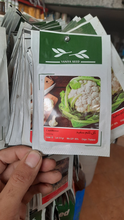 بذر گل کلم رشد سریع در کیفیت بالا