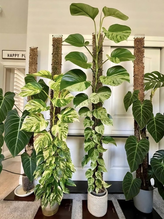 خرید و قیمت کود تقویتی کامل اشاگرین داری عناصر ریز مغذی گیاهان