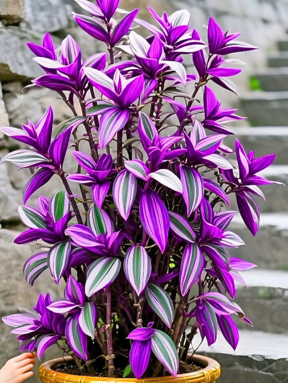 خرید کود تقویتی آشاگرین برای همه گیاهان مناسب است