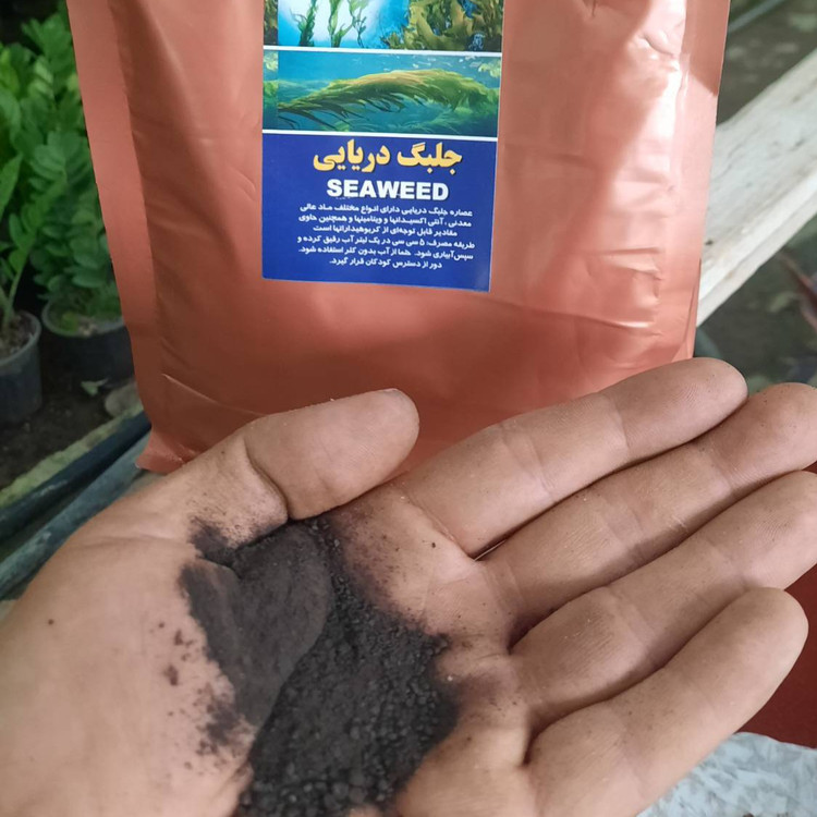 خرید جلبک دریایی ۱۰ کیلویی پک ۱ کیلویی۱۰ عددی افزایش مقاومت گیاهان و درختان