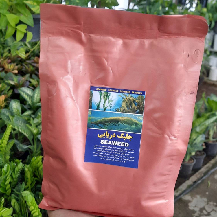 جلبک دریایی افزایش کلروفیل و رشد سریع در گیاهان و درختان